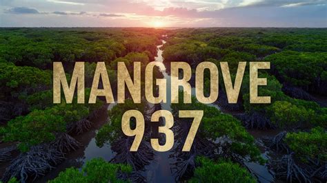 WATCH Mangrove 937 Video: The Chilling Reality of the Mangrove 937.